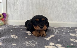 Cockalier dogs for sale: Cavalier x cocker spaniel puppies  - Image 10