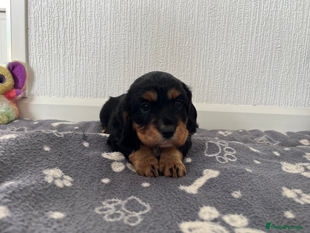 Cockalier dogs for sale: Cavalier x cocker spaniel puppies  - Image 10