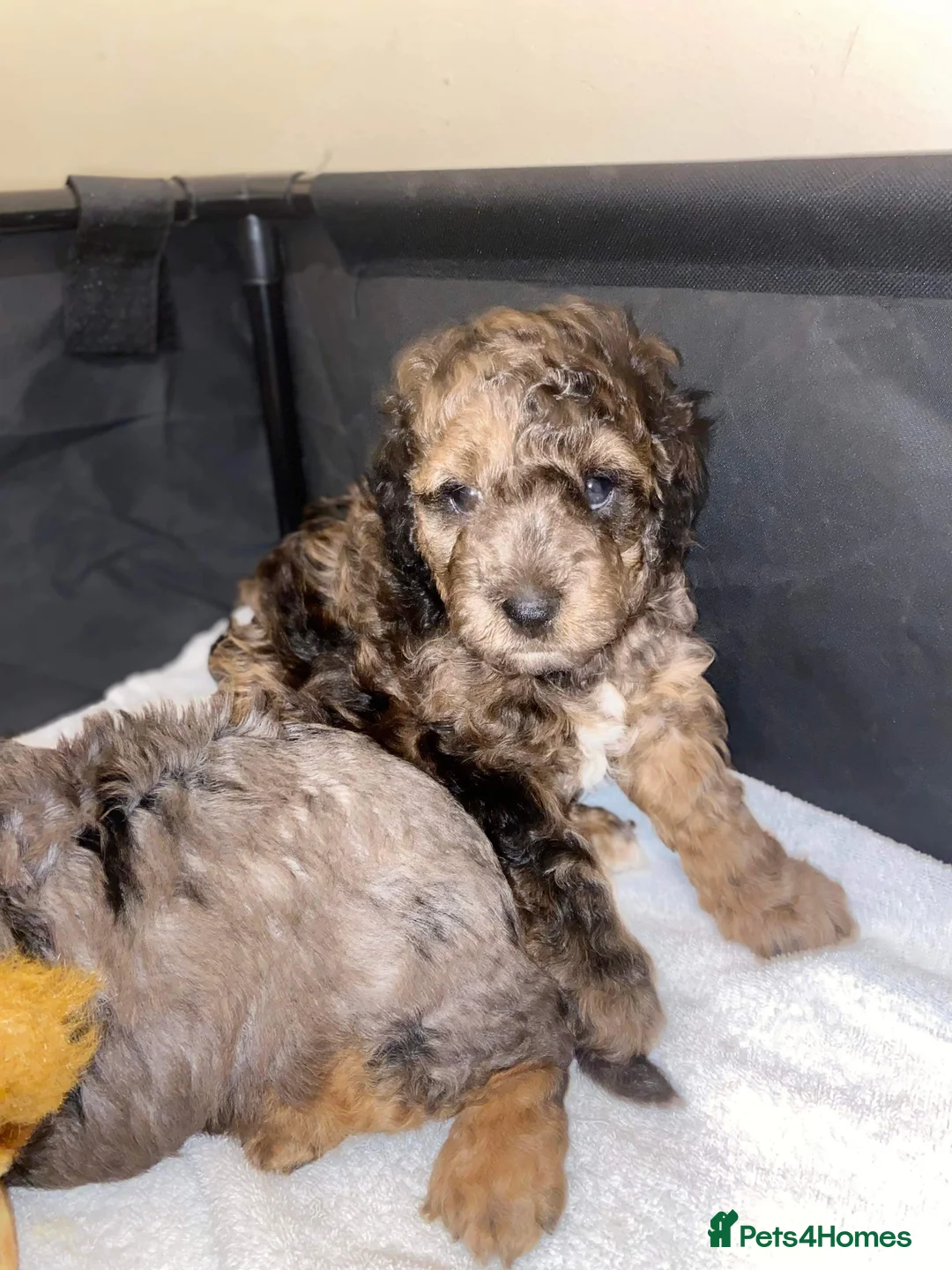 Miniature Poodle dogs for stud: RARE BLUE MERLE PHANTOM STUD in Consett - Advert 10