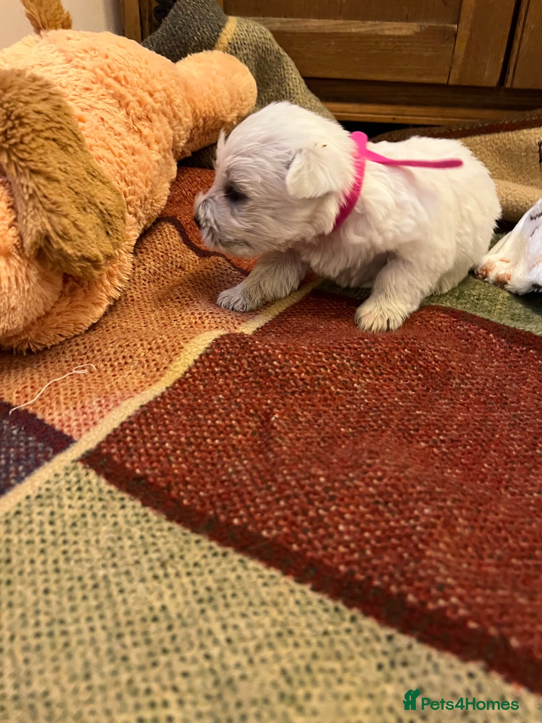 West Highland Terrier dogs for sale: Westie pups  - Image 14