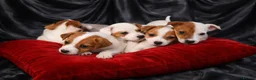 Jack Russell dogs for sale: READY TO GO!🤎🐶 Adorable Jack Russell Puppies✨ - Advert 4