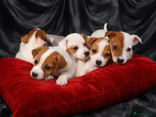 Jack Russell dogs 🤎🐶 Adorable Jack Russell Terrier Puppies✨ - Advert 18