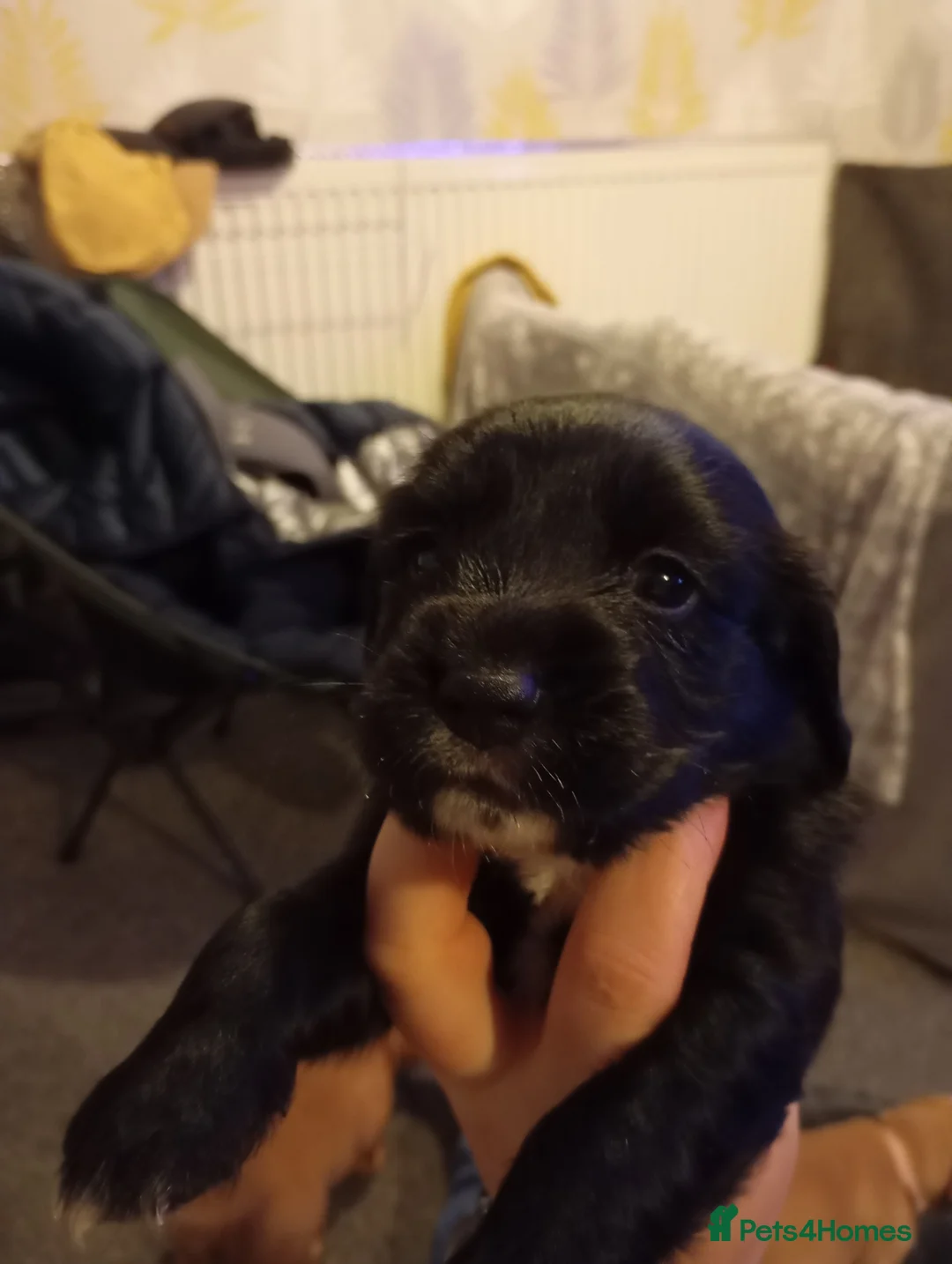 Cocker Spaniel dogs for sale: Cocker spaniel Jack Russel cross - Advert 5