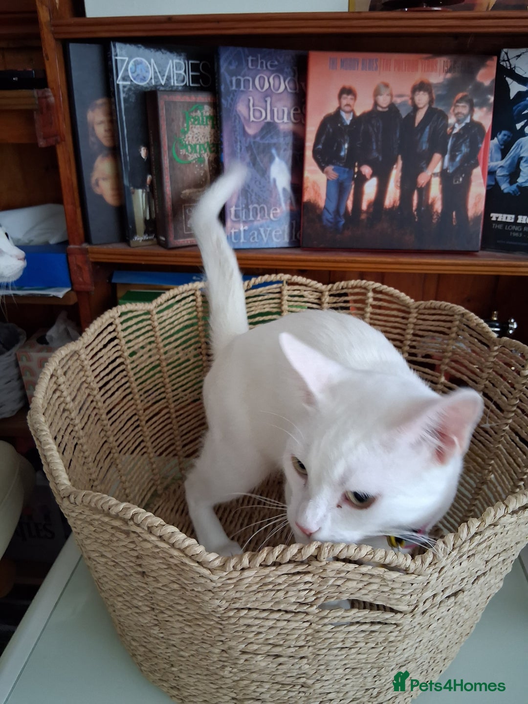 Khao Manee cats for sale: Khao Manee Diamond Eye cat White all over - Image 6