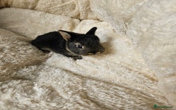 Netherland Dwarf rabbits for sale: Netherland Dwarf bunnies - Image 24