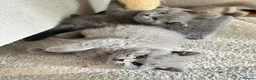 British Shorthair cats for sale: GCCF registered kitten - Advert 23