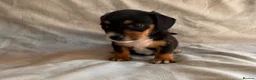 Jack Russell dogs for sale: Miniature Jack Russell puppies  - Advert 11
