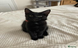 Mixed Breed cats for adoption: Adorable Jet and Anise looking for their family! - Image 4