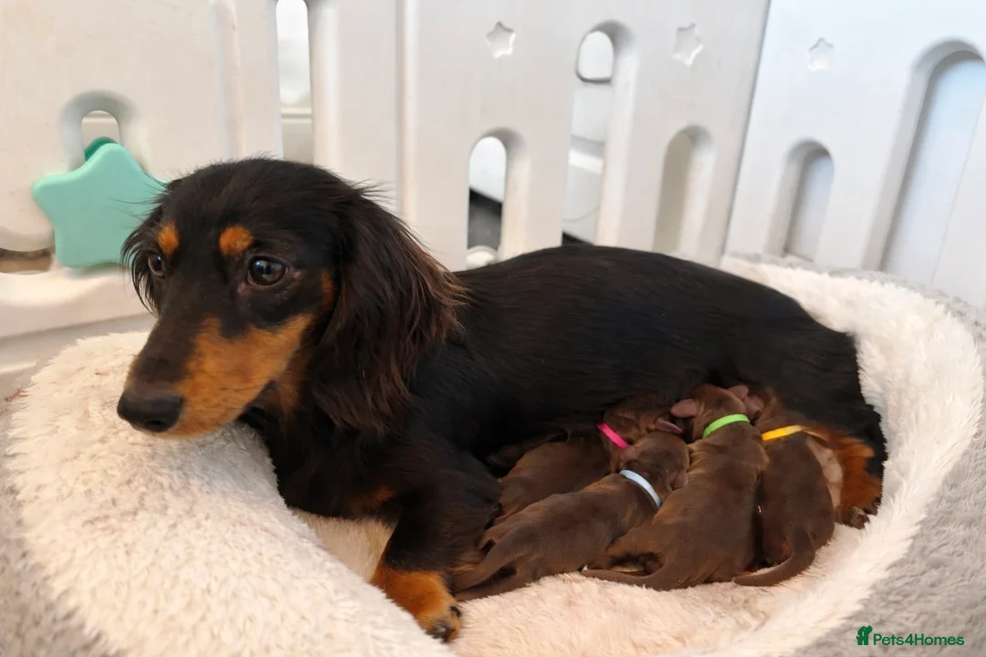 Miniature Dachshund dogs for sale: Mini Dachshund Puppies – Chocolate Girls Available - Advert 2