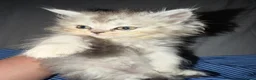 Persian cats for sale: PURE Persian kittens in rare color  - Advert 6