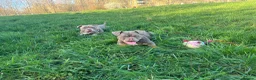 American Bulldog dogs for sale: Two sweethearts looking for a friend for life! - Advert 19