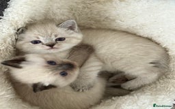 Mixed Breed cats for sale: Half Ragdoll, Half British Shorthairs  - Image 2