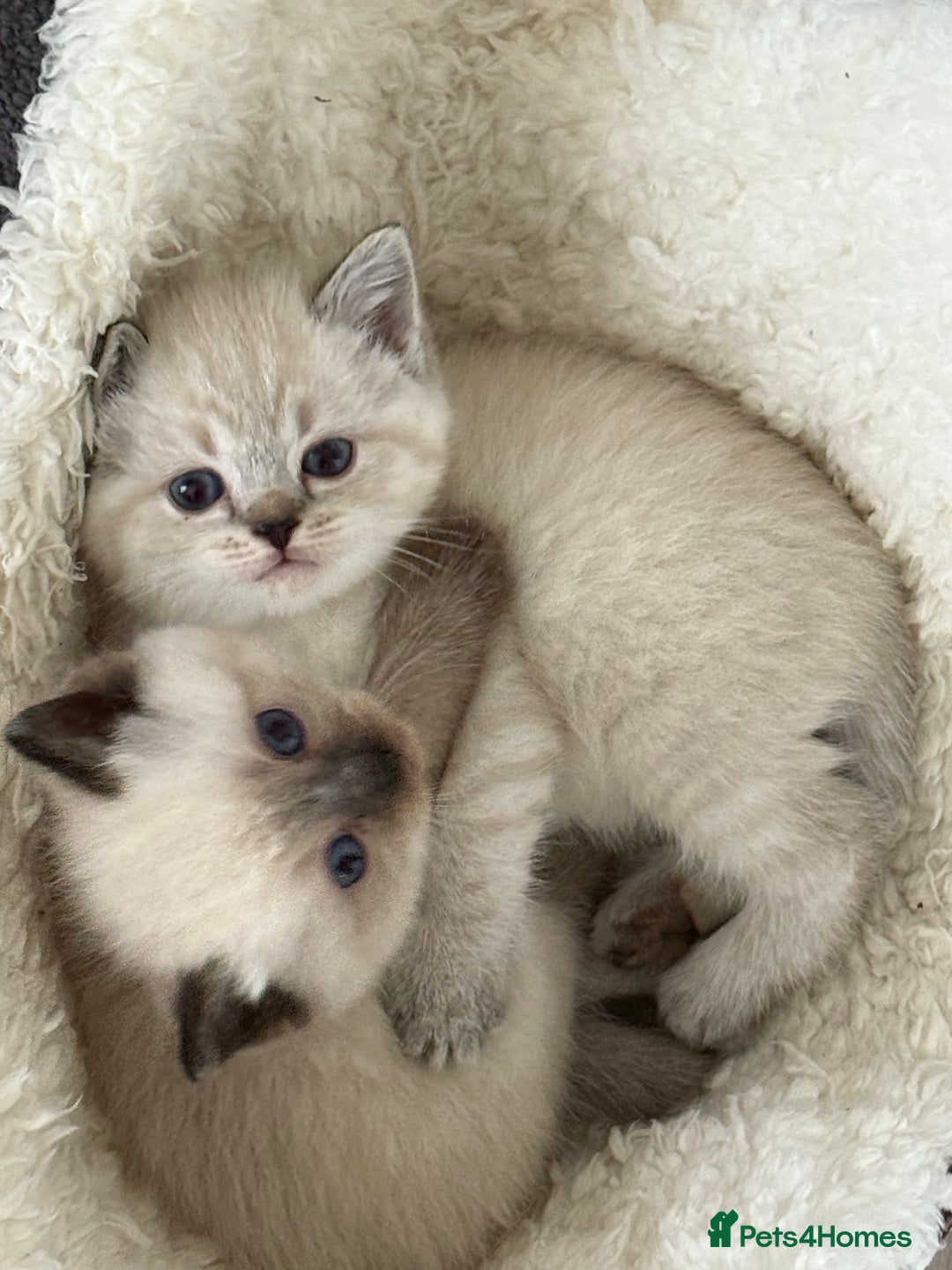 Mixed Breed cats for sale: Half Ragdoll, Half British Shorthairs  - Image 2