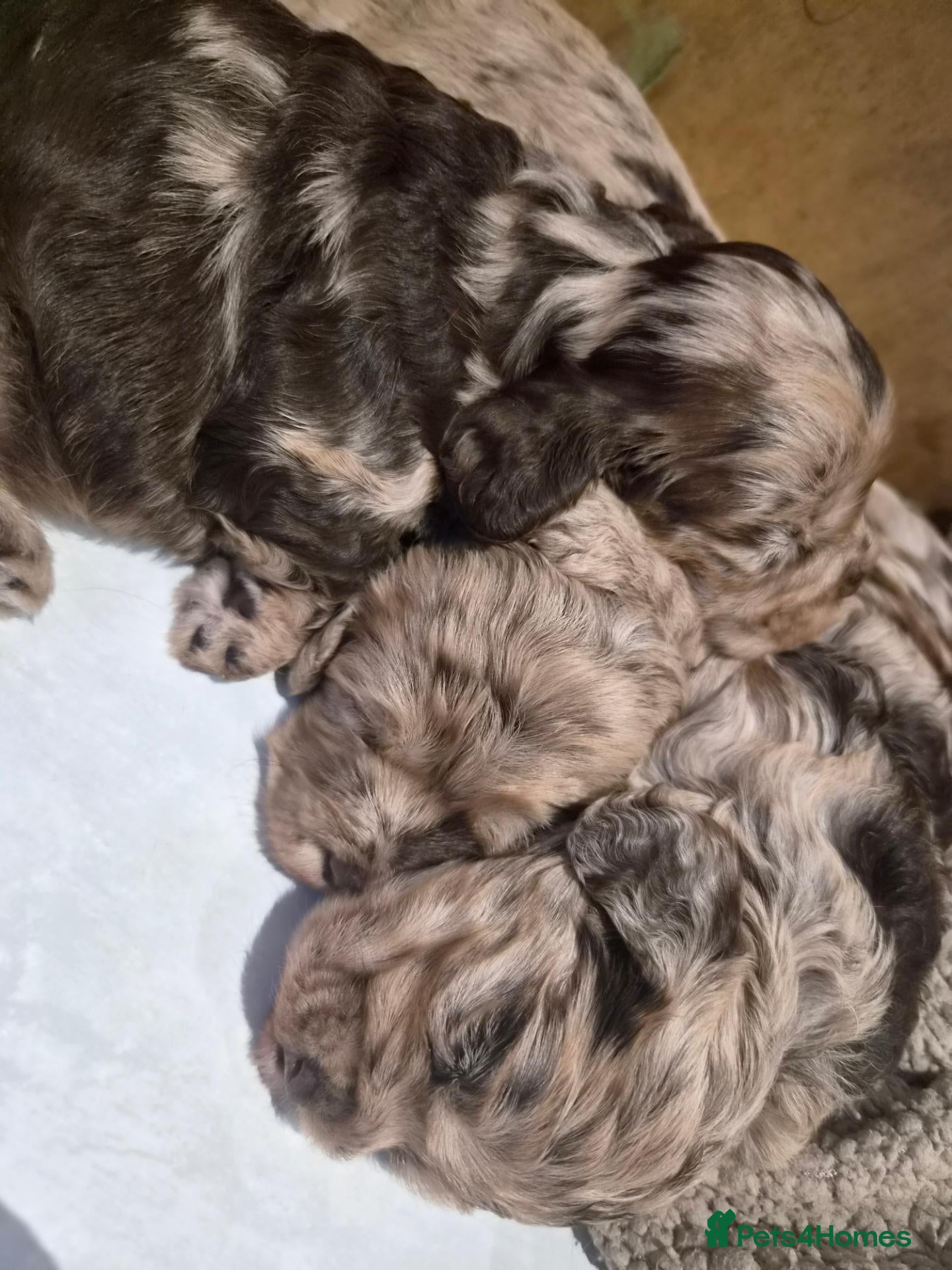 Cockapoo dogs Cockapoo pups - Advert 14
