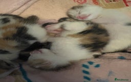 Bengal cats for sale: Bengal mix   in Manchester - Image 7