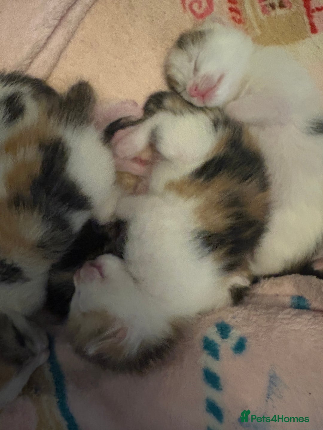Bengal cats for sale: Bengal mix   in Manchester - Image 7