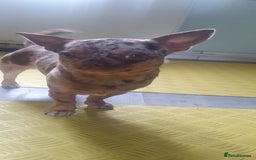 Chihuahua dogs for stud: Chocolate Merle chihuahua stud - Image 3