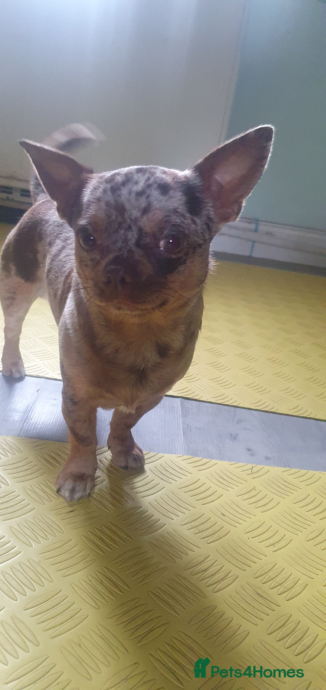 Chihuahua dogs for stud: Chocolate Merle chihuahua stud - Image 3