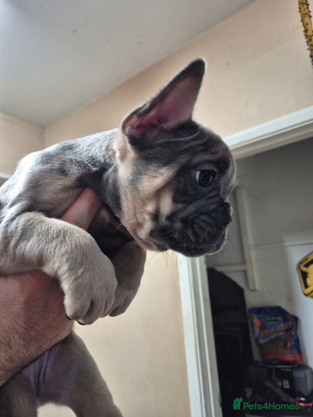French Bulldog dogs for sale: Litter of French bulldog puppies - Advert 9