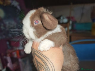 Mini Lion Lop rabbits - Advert 1