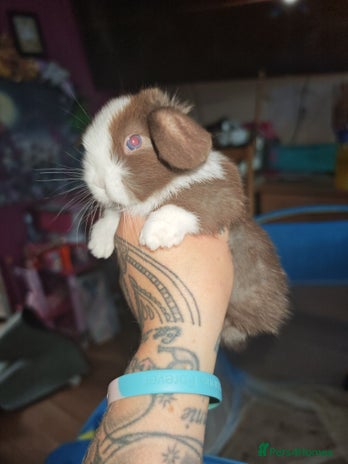 Mini Lion Lop rabbits - Advert 1