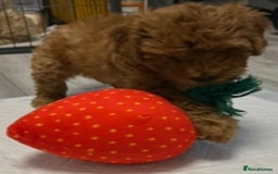 Cockapoo dogs for sale: 5 🌟 fox red cockapoo babies  ready  🏠 now 🐶 - Image 8