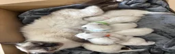 Ragdoll cats for sale: Blue point ragdoll kittens  - Advert 10