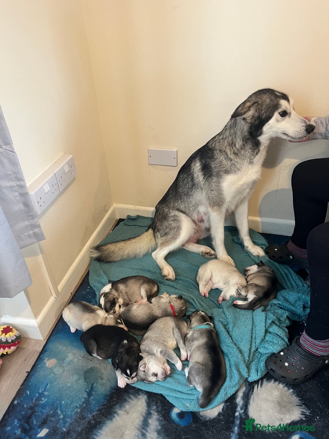 Siberian Husky dogs for sale: Husky pups for sale  - Advert 1