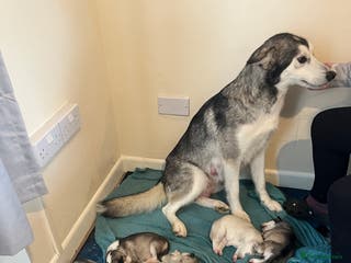 Siberian Husky dogs Husky pups for sale - Advert 1
