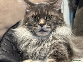 Maine Coon cats XL RUSSIAN CUBS 🇷🇺💙 - Advert 3