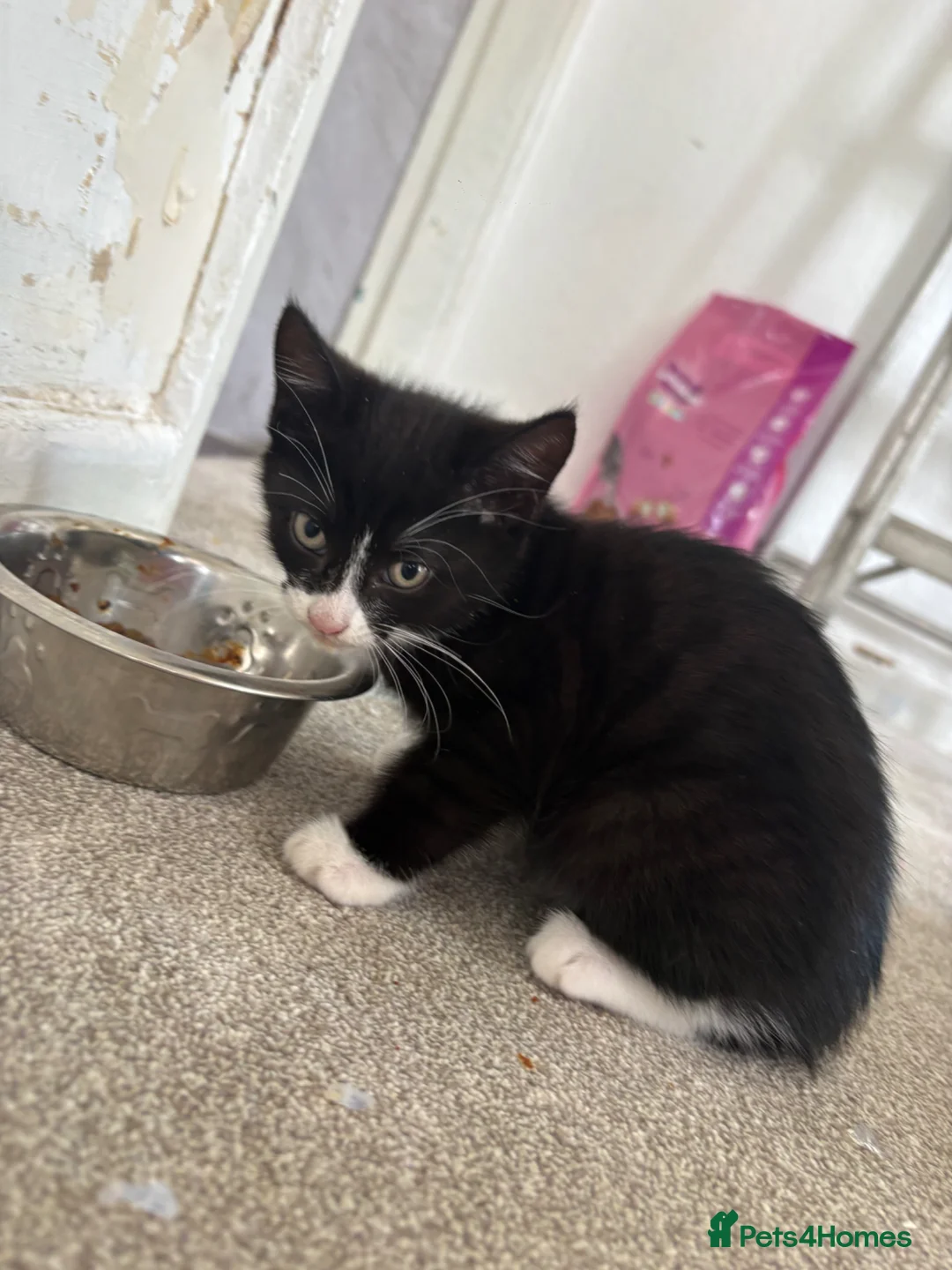 Mixed Breed cats for sale: 2 kittens brother and sister  - Advert 2