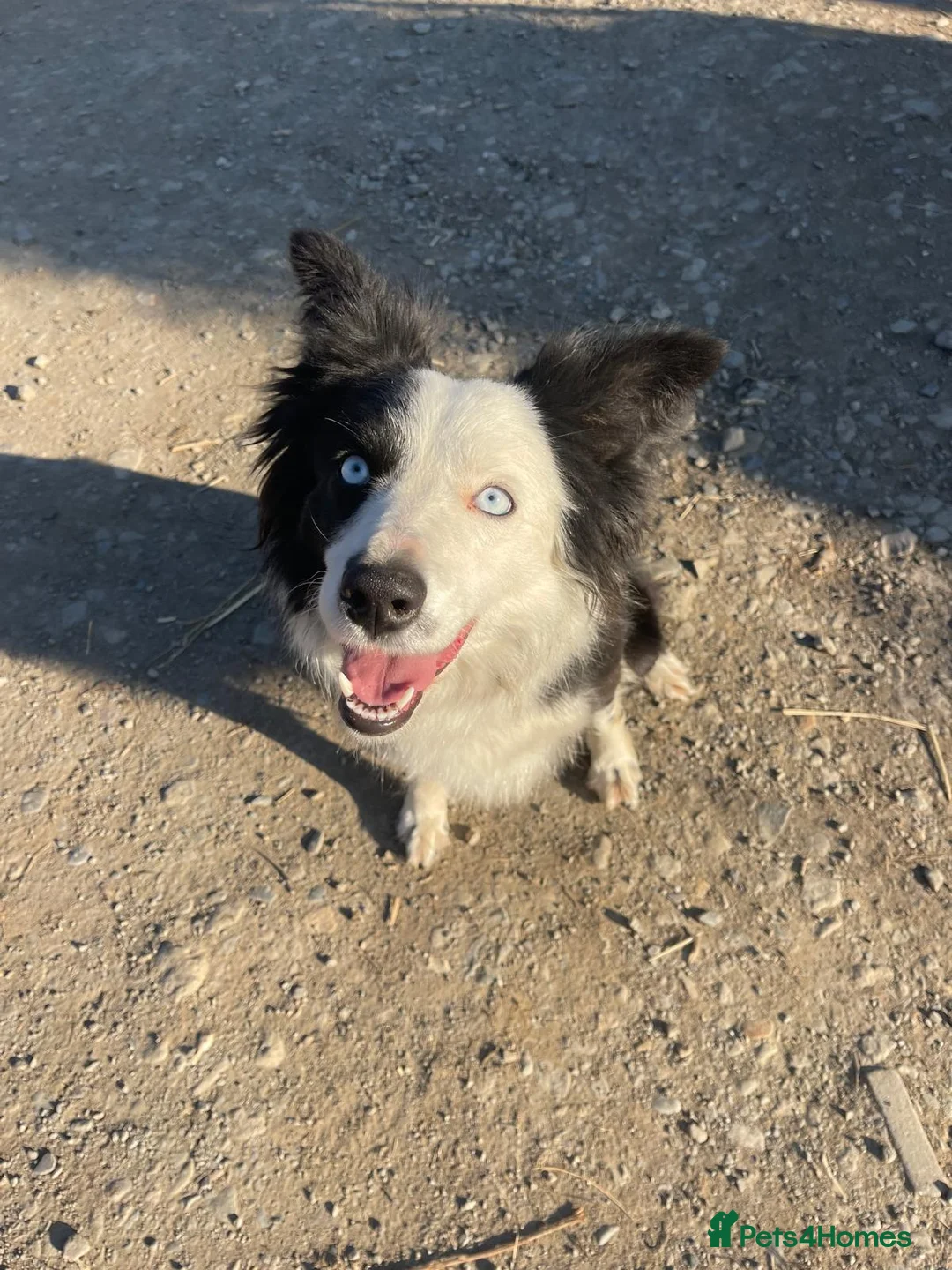 Border Collie dogs for sale: Loving young female border collie for pet home - Advert 14
