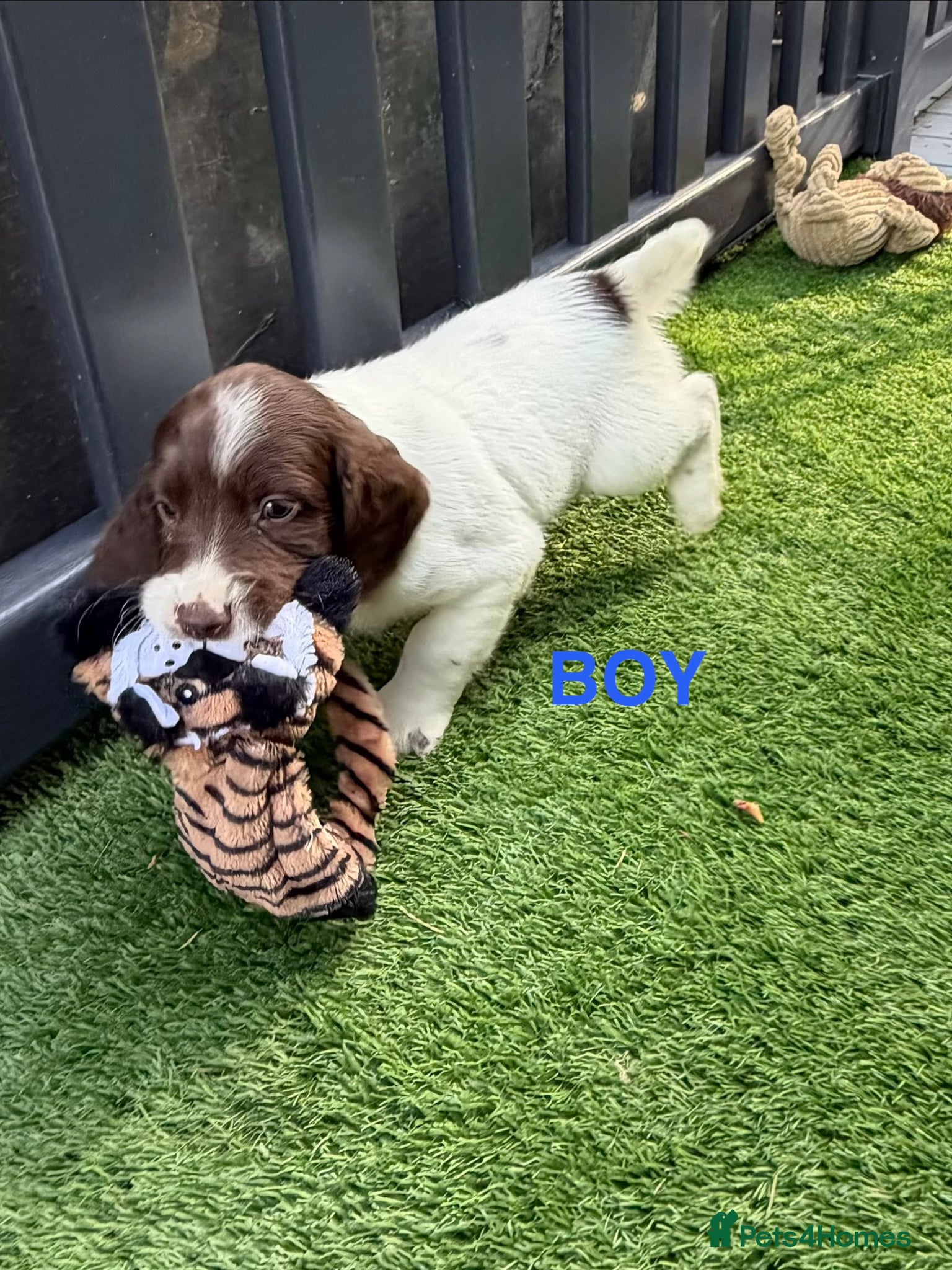English Springer Spaniel dogs Cheeky Springer Spaniel Pups  - Advert 2