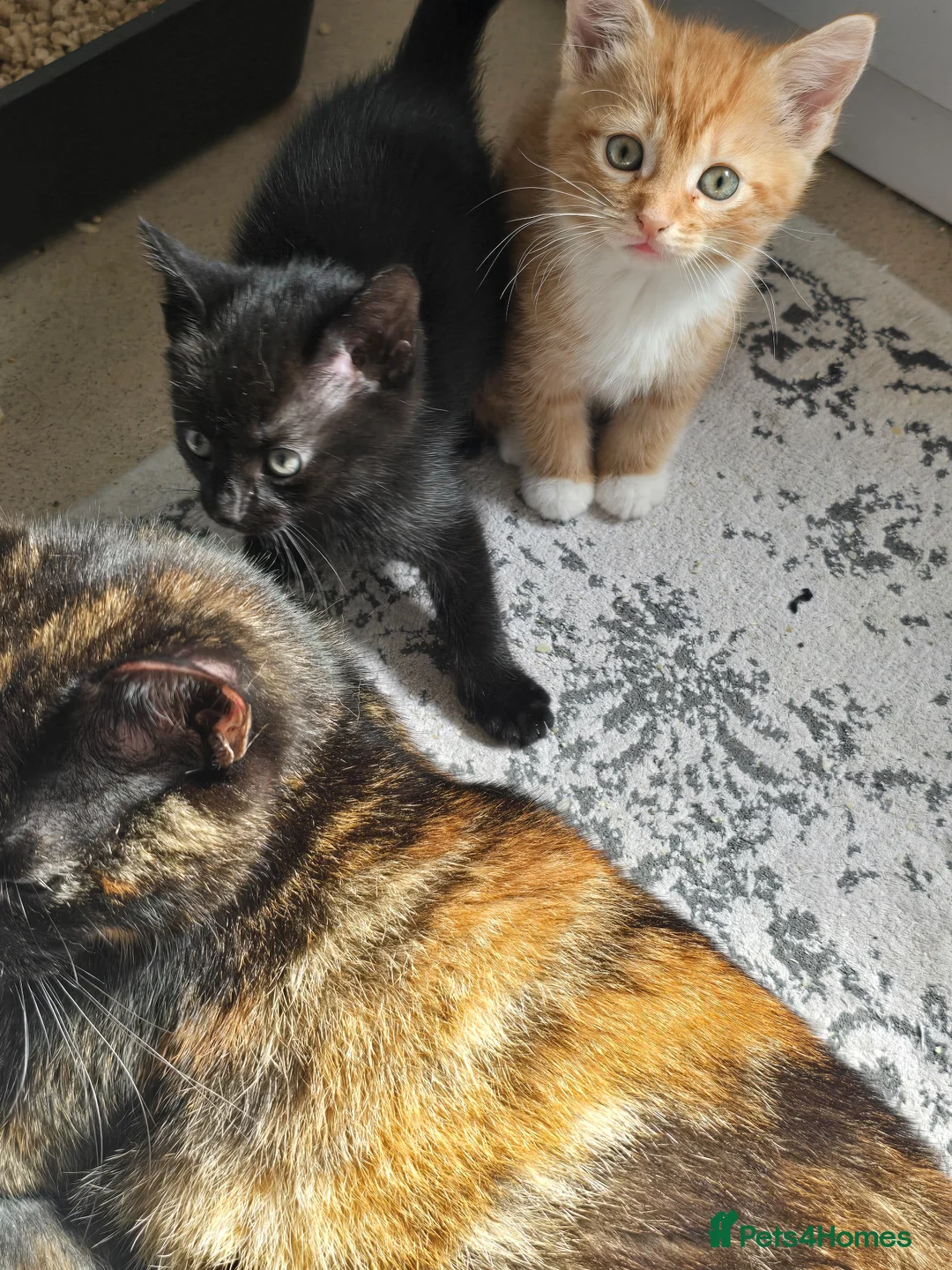 British Shorthair cats for sale: Female kittens Ready for Homes  - Advert 2