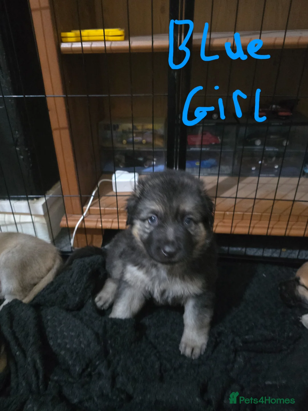 German Shepherd dogs for sale: German Shepherd x American Bully  - Advert 5
