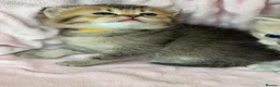 British Shorthair cats for sale: ⭐️CHUNKY TICA BRITISH SHORTHAIR KITTENS⭐️ - Advert 10