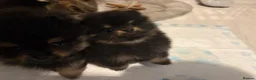 Pomeranian dogs for sale: Black & tan Pomeranian's 2xboys 1x girl    - Advert 8