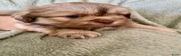 Shih Tzu dogs for sale: Imperial Shih Tzu Puppies  - Advert 27