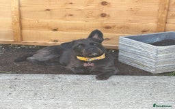Mixed Breed dogs for sale: Pug mix poodle  - Image 8