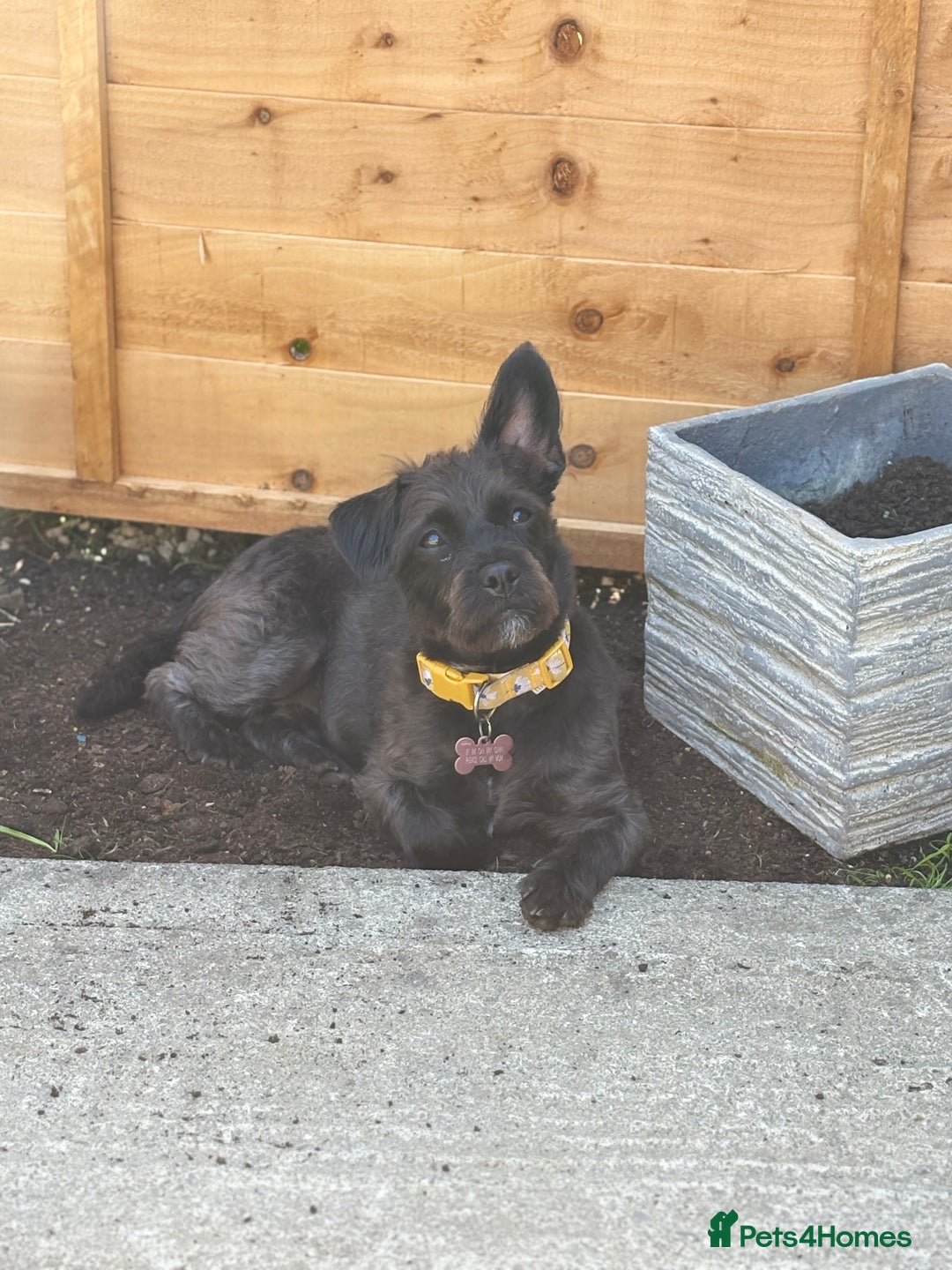 Mixed Breed dogs for sale: Pug mix poodle  - Image 8