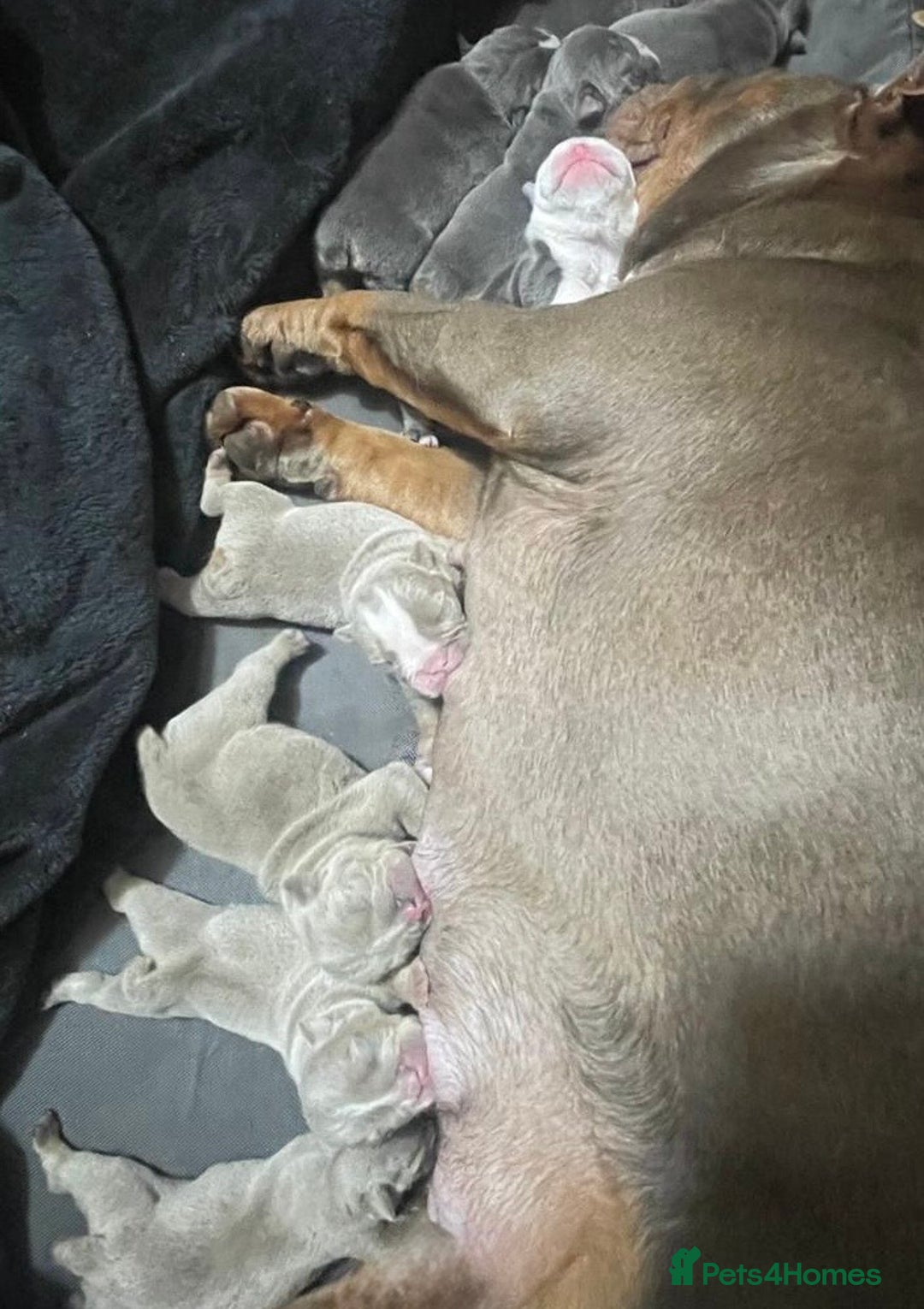 English Bulldog dogs for sale: Elite KC Registered English Bulldog Puppies - Advert 20