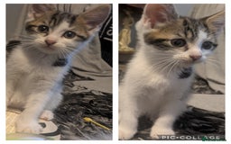 Mixed Breed cats for sale: Kitten male 11 weeks old  - Image 2