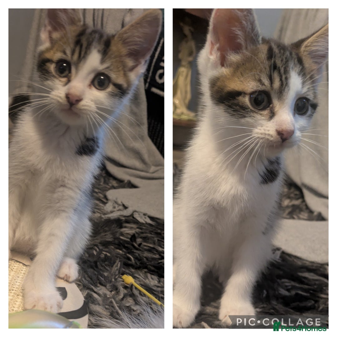 Mixed Breed cats for sale: Kitten male 11 weeks old  - Image 2