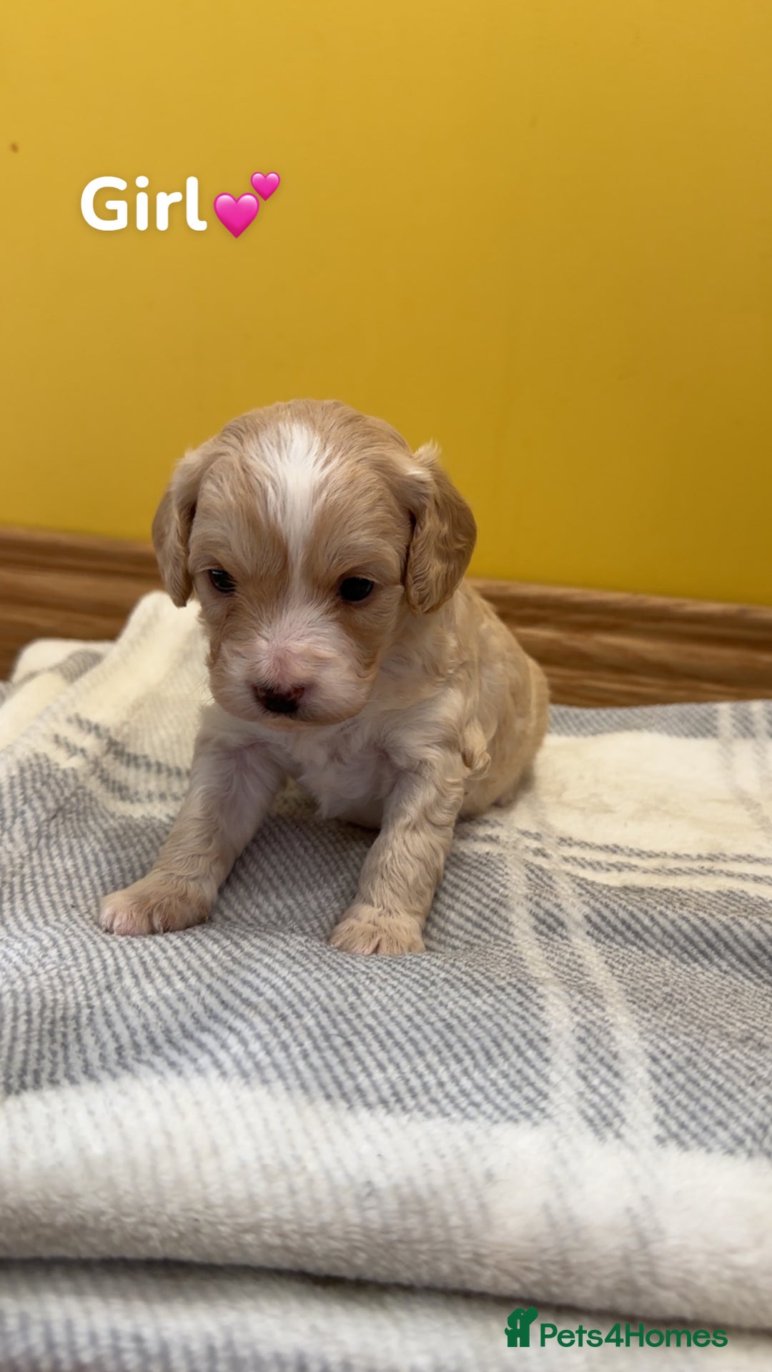 Cockapoo dogs for sale: Cockapoo puppies  - Image 3
