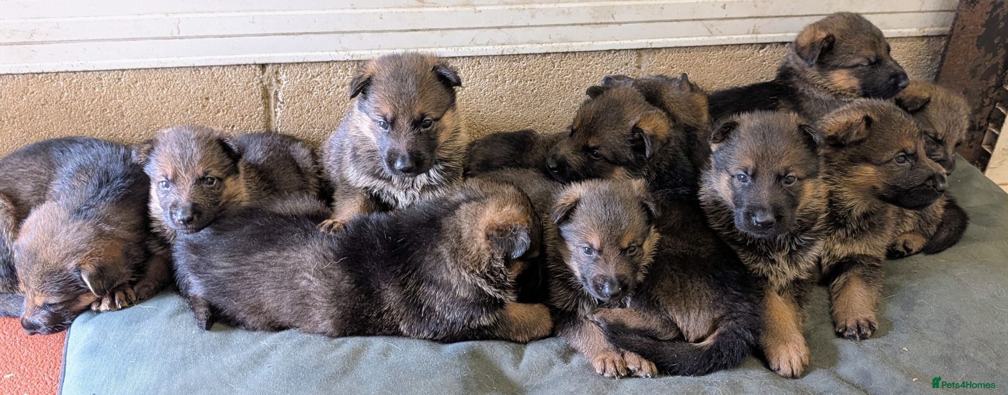 German Shepherd dogs K.C. reg GSD pups - Advert 1