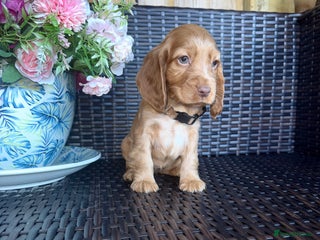 Cocker Spaniel dogs Show cocker spaniel pups - Advert 15