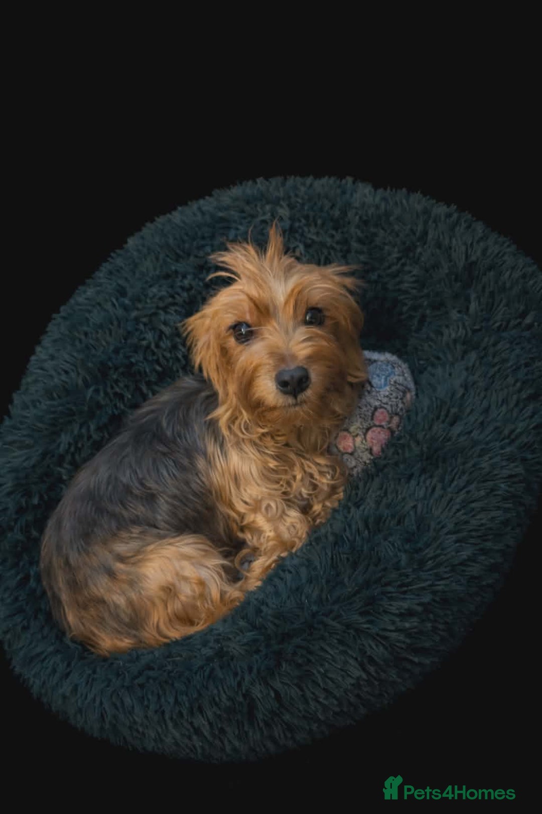 Yorkshire Terrier dogs for sale: Yorkshire terrier for sale - Advert 2
