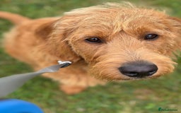 Labradoodle dogs for sale: 10 month old labradoodle for rehoming - Image 1