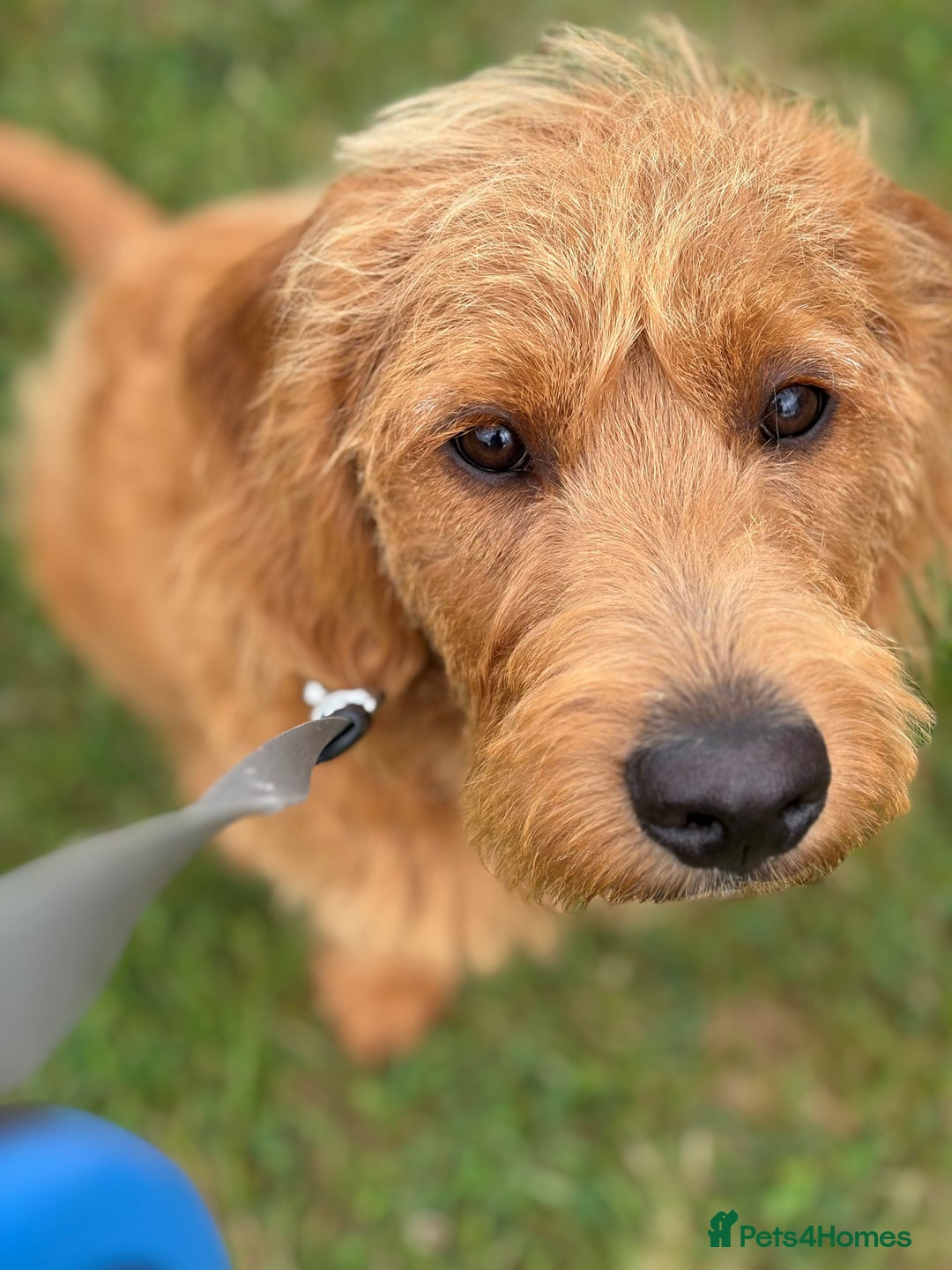 Labradoodle dogs for sale: 10 month old labradoodle for rehoming - Image 1
