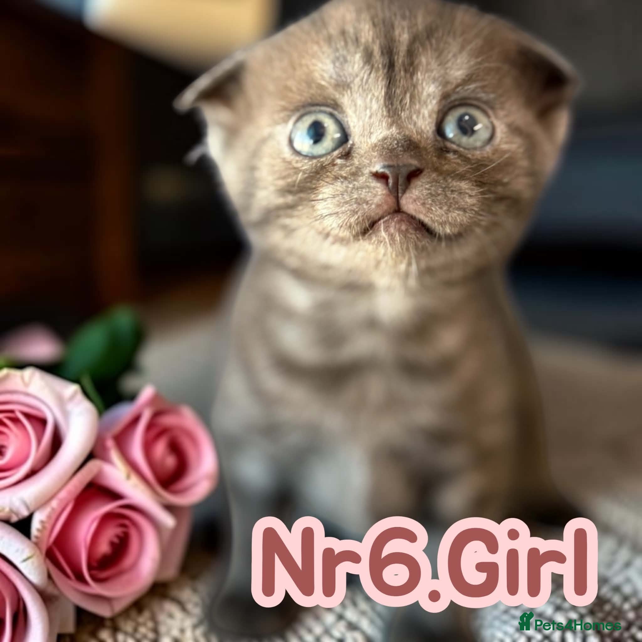 Scottish Fold cats for sale: 6 Pedigree Scottish Fold and Straight Kittens - Advert 33